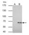 TNF Receptor Associated Factor 6 antibody, GTX113029, GeneTex, Immunoprecipitation image 