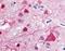 G Protein-Coupled Receptor 52 antibody, MBS395431, MyBioSource, Immunohistochemistry frozen image 