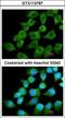 NADH:Ubiquinone Oxidoreductase Core Subunit S1 antibody, GTX113787, GeneTex, Immunofluorescence image 