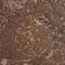 Prefoldin Subunit 4 antibody, NBP1-88526, Novus Biologicals, Immunohistochemistry frozen image 