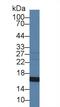 Endoglin antibody, LS-C314227, Lifespan Biosciences, Western Blot image 