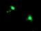 Activating Signal Cointegrator 1 Complex Subunit 1 antibody, NBP2-01345, Novus Biologicals, Immunocytochemistry image 