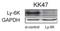 Lymphocyte Antigen 6 Family Member K antibody, NBP2-24405, Novus Biologicals, Immunohistochemistry frozen image 