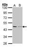 Beta-Actin antibody, TA308840, Origene, Western Blot image 