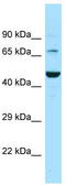 Sodium- and chloride-dependent GABA transporter 3 antibody, TA342664, Origene, Western Blot image 