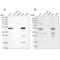 3-Hydroxy-3-Methylglutaryl-CoA Synthase 2 antibody, NBP2-33908, Novus Biologicals, Western Blot image 