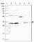 Phosphopantothenoylcysteine Synthetase antibody, HPA031363, Atlas Antibodies, Western Blot image 