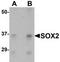 QSOX1 antibody, TA306914, Origene, Western Blot image 