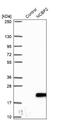 Nuclear Cap Binding Protein Subunit 2 antibody, NBP1-91755, Novus Biologicals, Western Blot image 