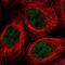 PRELI Domain Containing 2 antibody, NBP1-81937, Novus Biologicals, Immunofluorescence image 