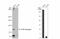 CSF3R antibody, NBP2-16629, Novus Biologicals, Western Blot image 