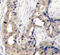 ABL Proto-Oncogene 1, Non-Receptor Tyrosine Kinase antibody, TA333157, Origene, Immunohistochemistry paraffin image 