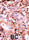 Beta-Secretase 1 antibody, abx031829, Abbexa, Immunohistochemistry frozen image 