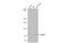 Vav Guanine Nucleotide Exchange Factor 1 antibody, GTX103489, GeneTex, Western Blot image 