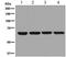 Nuclear RNA Export Factor 1 antibody, ab129160, Abcam, Western Blot image 