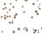 Receptor Interacting Serine/Threonine Kinase 2 antibody, 2075, ProSci, Immunocytochemistry image 