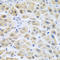 1-Aminocyclopropane-1-Carboxylate Synthase Homolog (Inactive) antibody, LS-C748490, Lifespan Biosciences, Immunohistochemistry frozen image 