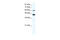 Annexin A6 antibody, 28-518, ProSci, Western Blot image 