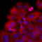 Tubulin antibody, LS-B6267, Lifespan Biosciences, Immunofluorescence image 