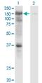 Unp antibody, H00007375-M01, Novus Biologicals, Western Blot image 