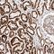 NADH:Ubiquinone Oxidoreductase Subunit V3 antibody, NBP1-85621, Novus Biologicals, Immunohistochemistry frozen image 