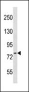 Tensin 4 antibody, LS-C159414, Lifespan Biosciences, Western Blot image 