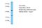 Olfactory Receptor Family 7 Subfamily G Member 2 antibody, A16906, Boster Biological Technology, Western Blot image 