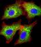 Aldo-Keto Reductase Family 7 Member A3 antibody, LS-C392625, Lifespan Biosciences, Immunofluorescence image 