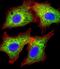 Afar antibody, LS-C392625, Lifespan Biosciences, Immunofluorescence image 