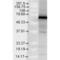 TRAP1 antibody, 11136, QED Bioscience, Western Blot image 