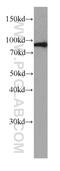 Tuftelin Interacting Protein 11 antibody, 66114-1-Ig, Proteintech Group, Western Blot image 