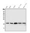 Superoxide Dismutase 1 antibody, PA1345, Boster Biological Technology, Western Blot image 