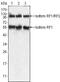 Paternally Expressed 10 antibody, GTX83100, GeneTex, Western Blot image 