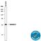 Syntaxin 4 antibody, MAB7894, R&D Systems, Western Blot image 