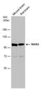 Methionyl-TRNA Synthetase antibody, PA5-78653, Invitrogen Antibodies, Western Blot image 