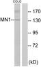 MN1 Proto-Oncogene, Transcriptional Regulator antibody, PA5-38666, Invitrogen Antibodies, Western Blot image 