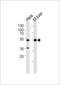 Autophagy Related 4C Cysteine Peptidase antibody, LS-C156598, Lifespan Biosciences, Western Blot image 