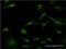 Purine Rich Element Binding Protein A antibody, H00005813-M01, Novus Biologicals, Immunofluorescence image 