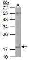 NADH:Ubiquinone Oxidoreductase Subunit B5 antibody, PA5-22192, Invitrogen Antibodies, Western Blot image 