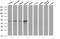 Transmembrane Protein With EGF Like And Two Follistatin Like Domains 2 antibody, MA5-25925, Invitrogen Antibodies, Western Blot image 