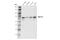 Methyltransferase Like 3 antibody, 96391S, Cell Signaling Technology, Western Blot image 