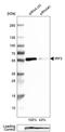 Interferon Regulatory Factor 3 antibody, HPA004895, Atlas Antibodies, Western Blot image 