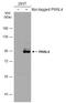 Piwi Like RNA-Mediated Gene Silencing 4 antibody, GTX119387, GeneTex, Western Blot image 