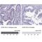 Cilia And Flagella Associated Protein 100 antibody, NBP2-14449, Novus Biologicals, Immunohistochemistry paraffin image 