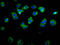 Acid Sensing Ion Channel Subunit 1 antibody, LS-C680181, Lifespan Biosciences, Immunofluorescence image 