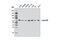 Lamin B2 antibody, 12255S, Cell Signaling Technology, Western Blot image 