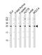 T Cell Immunoreceptor With Ig And ITIM Domains antibody, 61-342, ProSci, Western Blot image 