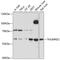 THUMP Domain Containing 2 antibody, 14-115, ProSci, Western Blot image 