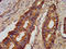 Junctophilin-1 antibody, LS-C674227, Lifespan Biosciences, Immunohistochemistry paraffin image 