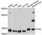 Frataxin antibody, abx125858, Abbexa, Western Blot image 